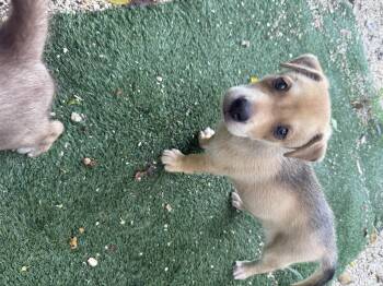 Benny -  Shepherd Dog for Adoption in Miami, Florida - Benny | PetCurious