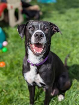 Rescue Mixed Breed Dogs for Adoption in Bellingham, Washington - Minnie *In Foster Home* | PetCurious