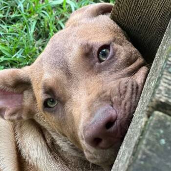 Rescue Mixed Breed Dogs for Adoption in Bartlett, Tennessee - Peanut | PetCurious