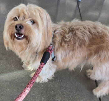 Rescue Lhasa Apso and Shih Tzu Dogs for Adoption in San Antonio, Texas - Avis | PetCurious