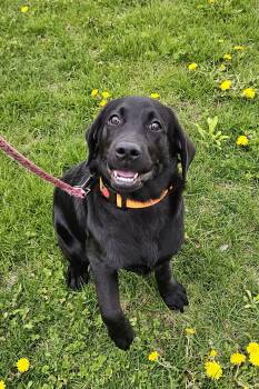 Black Labrador Retriever Dogs Available for Adoption in Salem, New Hampshire - Penny | PetCurious