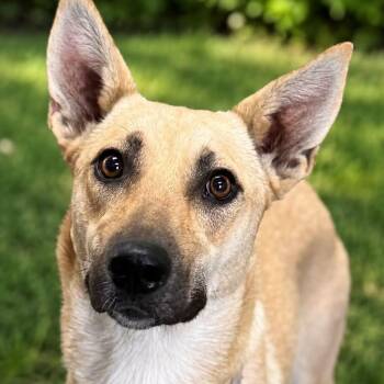 REBECCA -  Mixed Breed Dog for Adoption in Cranston, Rhode Island - REBECCA | PetCurious