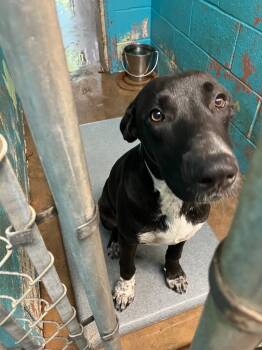 Rescue Labrador Retriever and Mixed Breed Dogs for Adoption in Hot Springs, Arkansas - King | PetCurious