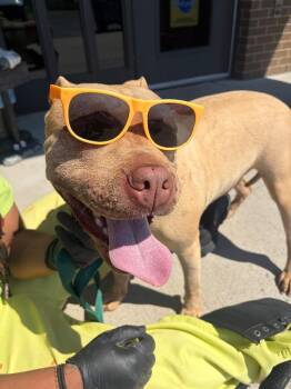 Pit Bull Terrier Dogs Available for Adoption in Gallatin, Tennessee - Stubby | PetCurious