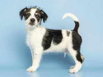 OREO -  Husky and Poodle Dog for Adoption in Phoenix, Arizona - OREO | PetCurious