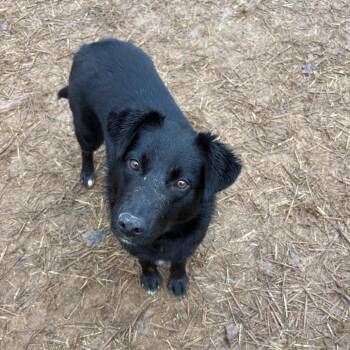 Black Labrador Retriever Dogs Available for Adoption - Delilah | PetCurious
