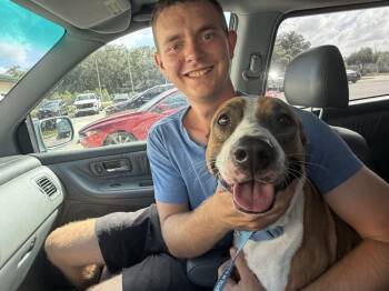 Florence -  Retriever Dog for Adoption in Lakeland, Florida - Florence | PetCurious