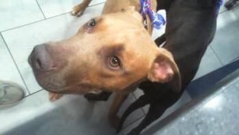 Pit Bull Terrier Dogs Available for Adoption in Charlotte, North Carolina - A1263502 | PetCurious