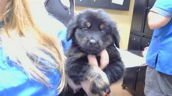 BEAR -  German Shepherd Dog and Poodle Dog for Adoption in Cookeville, Tennessee - BEAR | PetCurious