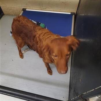 Mixed Breed Dogs Available for Adoption in Denison, Texas - Celeste | PetCurious