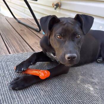 Sunny -  Labrador Retriever Dog for Adoption in Denver, Colorado - Sunny | PetCurious