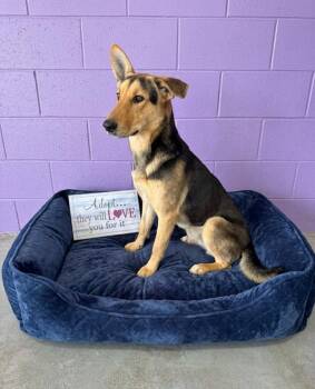 Shepherd and Corgi Dogs Available for Adoption - **DALLAS** | PetCurious