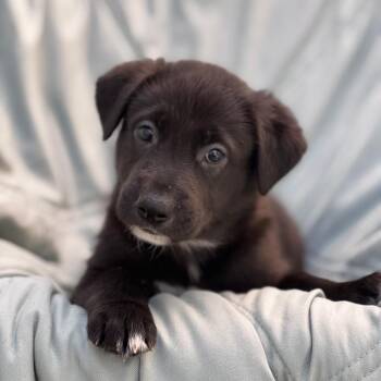 Chess Pup - Checkmate -  Wire Fox Terrier and Shepherd Dog for Adoption in San Diego, California - Chess Pup - Checkmate | PetCurious