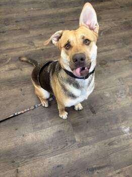 Jellyfish - ADOPTABLE -  German Shepherd Dog and Pit Bull Terrier Dog for Adoption in Chilliwack, British Columbia - Jellyfish - ADOPTABLE | PetCurious