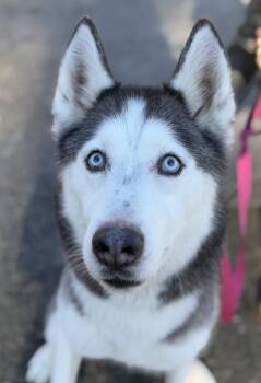 Husky and Siberian Husky Dogs Available for Adoption - Poe | PetCurious
