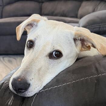 Hamilton -  Shepherd Dog for Adoption in Idaho Falls, Idaho - Hamilton | PetCurious
