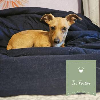 CHIQUITA -  Chihuahua Dog for Adoption in Chico, California - CHIQUITA | PetCurious