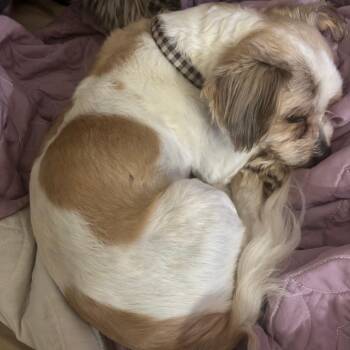 Tink Tink -  Shih Tzu Dog for Adoption in Tunkhannock, Pennsylvania - Tink Tink | PetCurious