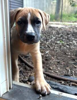 Cobalt -  Mixed Breed Dog for Adoption in Hobart, Indiana - Cobalt | PetCurious