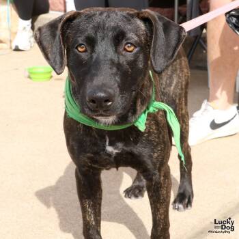 Rescue Labrador Retriever and Shepherd Dogs for Adoption in Washington, District Of Columbia - Rainey | PetCurious