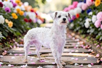 Maltese and Yorkshire Terrier Dogs Available for Adoption - Pax | PetCurious