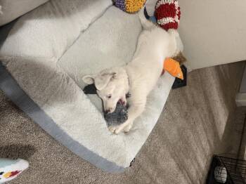 Australian Shepherd Dogs Available for Adoption - Boobah | PetCurious