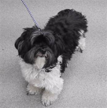 OREO -  Shih Tzu and Havanese Dog for Adoption in Omaha, Nebraska - OREO | PetCurious
