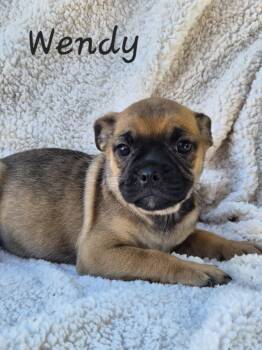Pug Dogs Available for Adoption in Phelan, California - Wendy | PetCurious