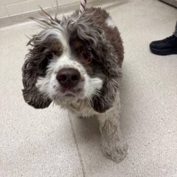 Cocker Spaniel Dogs Available for Adoption in Murray, Utah - Leo | PetCurious