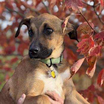 Rescue Hound Dogs for Adoption in Albany, New York - Ajax | PetCurious