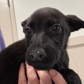 Jamie 22813 -  Labrador Retriever and Pit Bull Terrier Dog for Adoption in Cumming, Georgia - Jamie 22813 | PetCurious