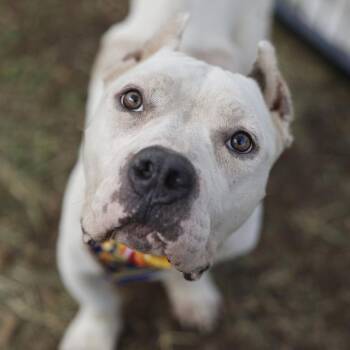DRACO -  American Bulldog Dog for Adoption in San Antonio, Texas - DRACO | PetCurious
