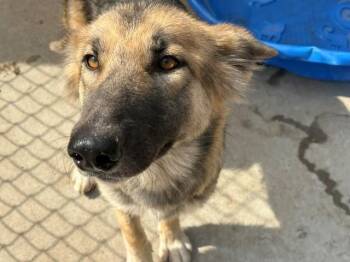 STRAWBERRY -  German Shepherd Dog Dog for Adoption in Tulsa, Oklahoma - STRAWBERRY | PetCurious