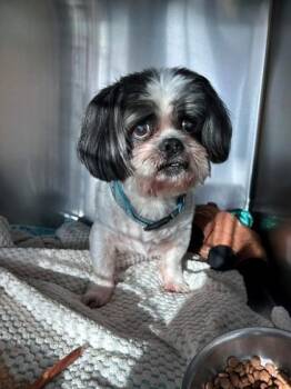 Zoozoo -  Shih Tzu Dog for Adoption in Portland, Maine - Zoozoo | PetCurious