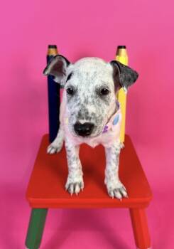 Barley -  Bull Terrier Dog for Adoption in Alvin, Texas - Barley | PetCurious
