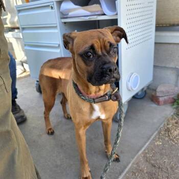 TADPOLE -  Boxer and Pug Dog for Adoption in Long Beach, California - TADPOLE | PetCurious