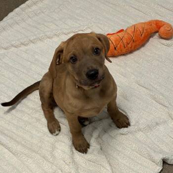 Labrador Retriever Dogs Available for Adoption in South Elgin, Illinois - Sammi | PetCurious