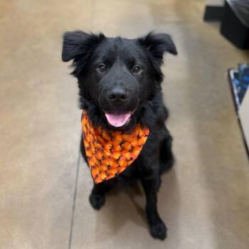 Shar Pei and Mixed Breed Dogs Available for Adoption in Riverside, California - Sulley | PetCurious