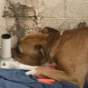 Rodeo Joe -  Mixed Breed Dog for Adoption in Charleston, West Virginia - Rodeo Joe | PetCurious