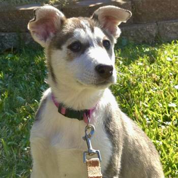 Husky and Cattle Dog Dogs Available for Adoption - Nena | PetCurious