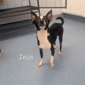 Zeus -  Chihuahua and Shih Tzu Dog for Adoption in Watertown, New York - Zeus | PetCurious