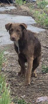 Patterdale Terrier Fell Terrier Dogs Available for Adoption - WAFFLES | PetCurious