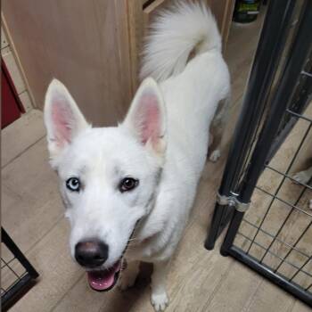 Rescue Husky Dogs for Adoption in Floresville, Texas - Cleo | PetCurious