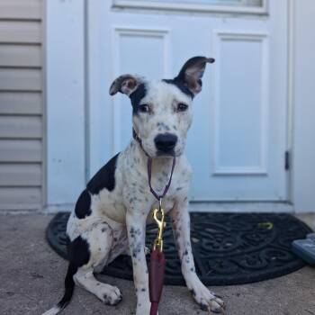 IZABELLA -  Mixed Breed Dog for Adoption in Northlake, Illinois - IZABELLA | PetCurious