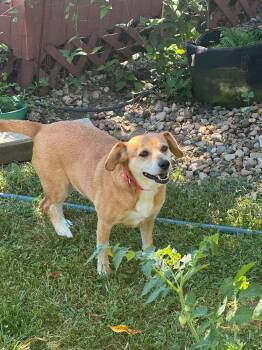 Bailey -  Terrier Dog for Adoption in Anabel, Missouri - Bailey | PetCurious