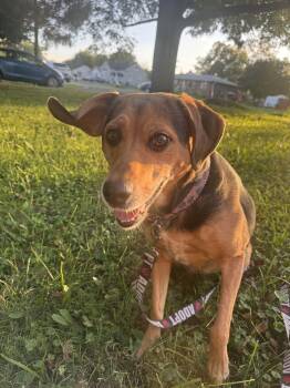 Piper -  Beagle Dog for Adoption in Indianapolis, Indiana - Piper | PetCurious
