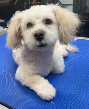 Havanese and Coton De Tulear Dogs Available for Adoption in Plano, Texas - Sheridan | PetCurious