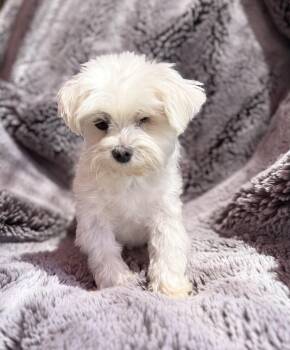 Ollie -  Maltese Dog for Adoption in Los Angeles, California - Ollie | PetCurious