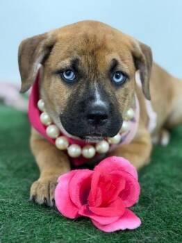 Daisy Duck-One of our Amazing Dogs -  Husky and Border Terrier Dog for Adoption in Carlsbad, California - Daisy Duck-One Of Our Amazing Dogs | PetCurious