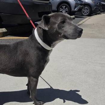 Shiloh -  Mixed Breed Dog Available for Adoption in Voorhees Township, New Jersey - Shiloh | PetCurious